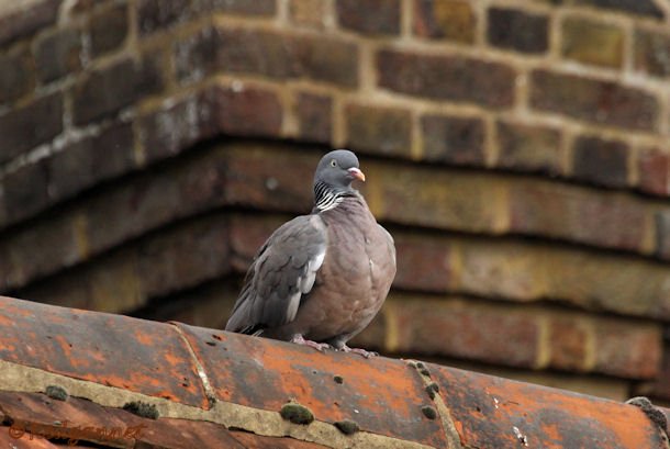 KEN 09Sep15 Woodpigeon 04