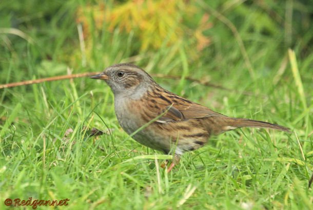 KEN 25Sep15 Dunnock 01