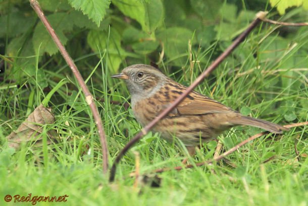 KEN 25Sep15 Dunnock 02