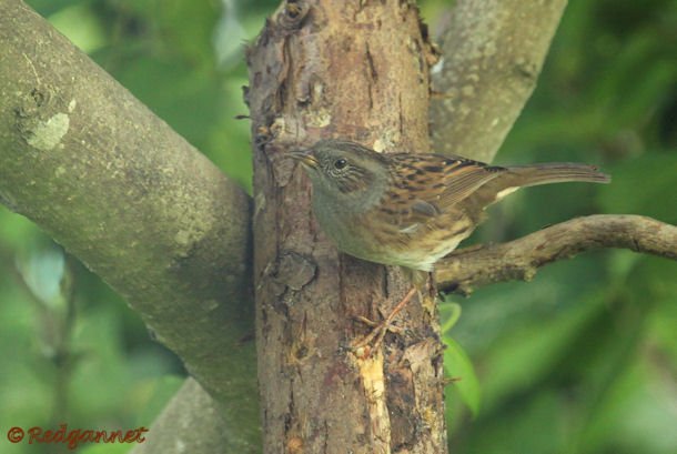 KEN 25Sep15 Dunnock 03