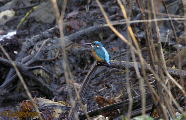 KEN 28Jan16 Common Kingfisher 01