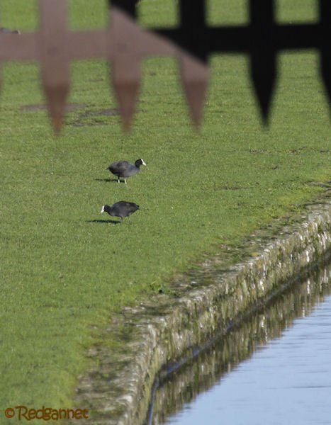 KEN 28Jan16 Eurasian Coot 01