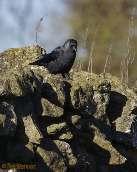 KEN 28Jan16 Jackdaw 01