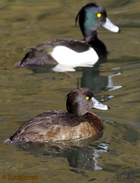 KEN 28Jan16 Tufted Duck 01