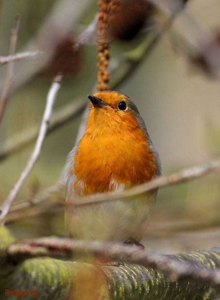 KEN 28Mar11 Robin 01