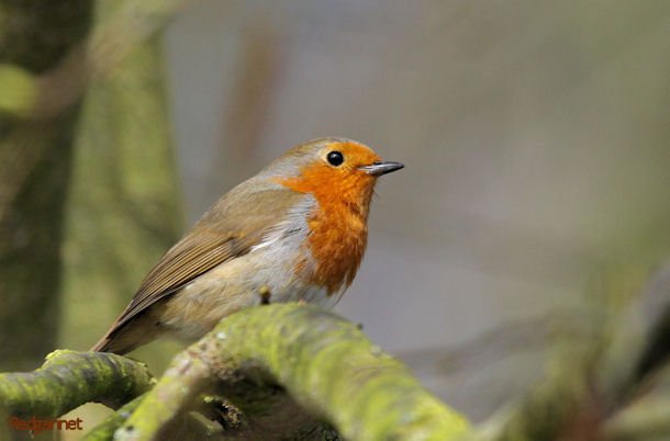 KEN 28Mar11 Robin 02