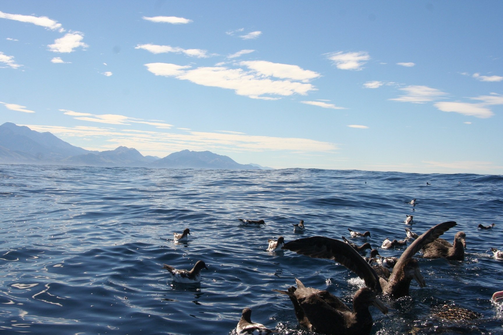 Kaikoura pelagic