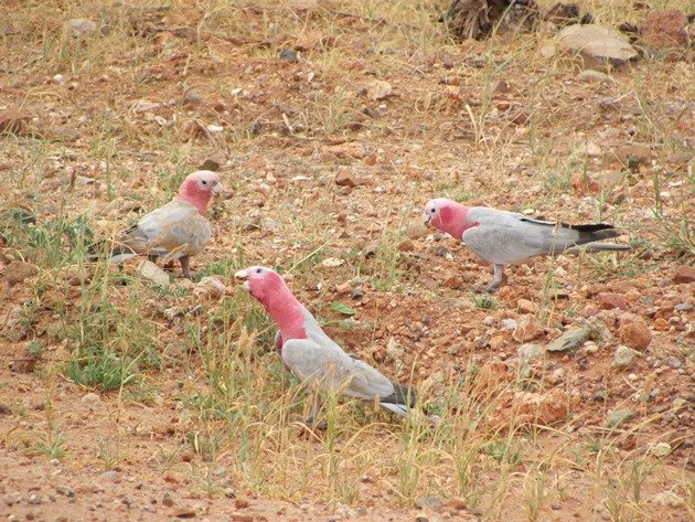 Karratha Galahs (2)