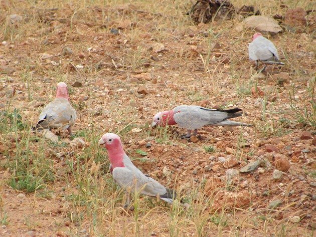 Karratha Galahs (3)