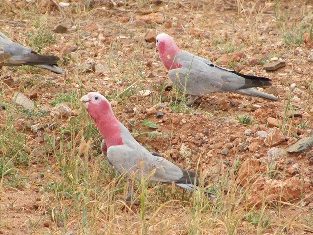 Karratha Galahs (4)