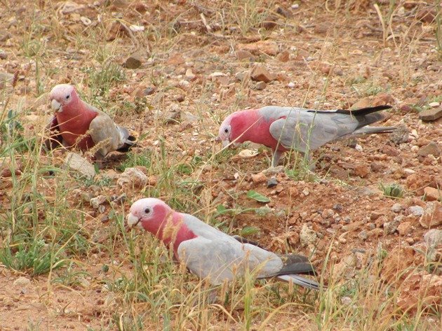 Karratha Galahs (5)