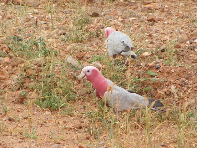 Karratha Galahs (6)