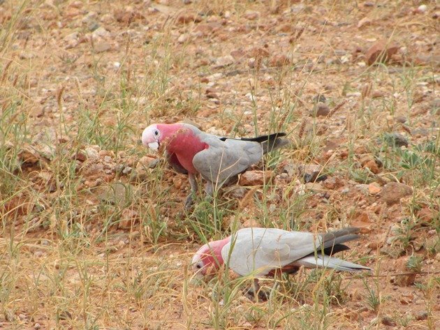 Karratha Galahs (7)