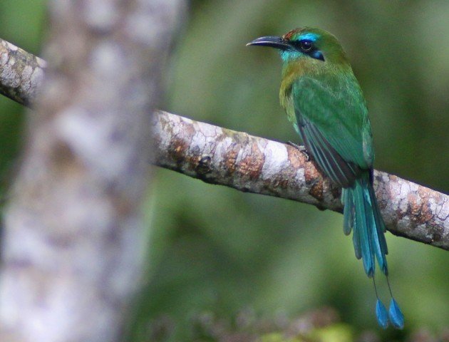 Keel-billed Motmot