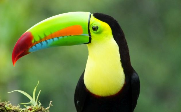 Keel-billed Toucan