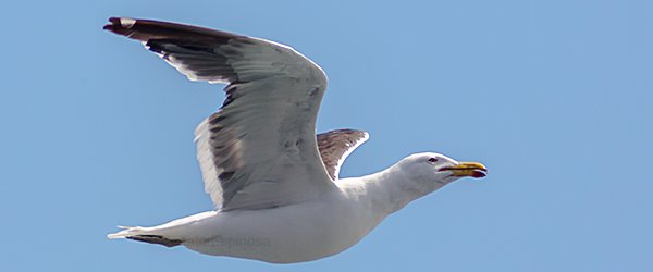 Kelp Gull