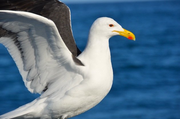 Kelp_Gull