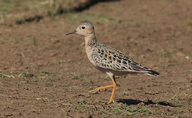 Sandpiper