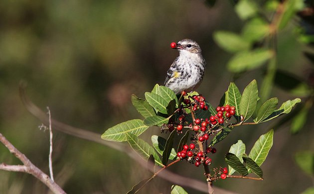 yellow rumped warbler