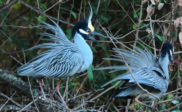 Yellow crowned night-herons