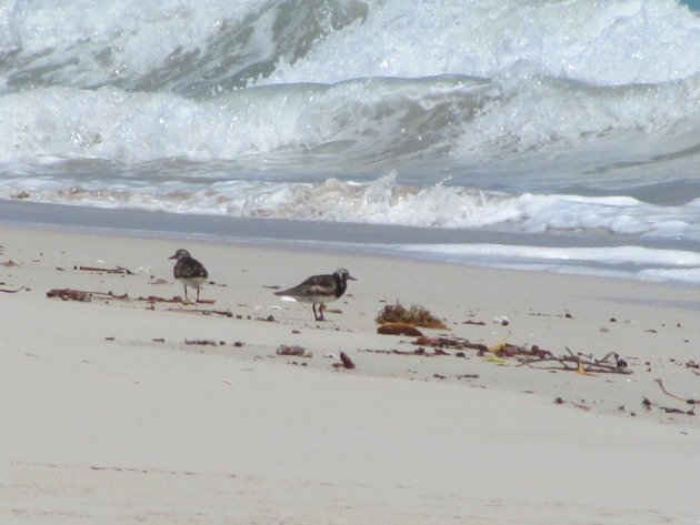 King Island Ruddy Turnstone