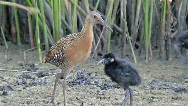 King Rails by Andy Reago