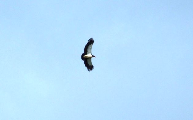 King Vulture