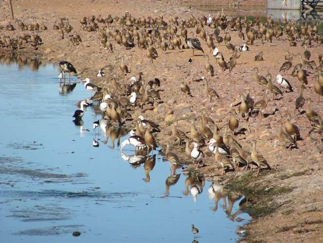 Kununurra Poo Ponds (2)