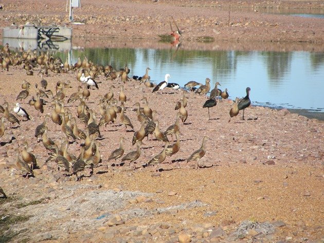 Kununurra Poo Ponds (3)