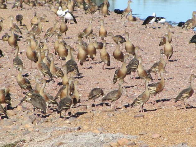 Kununurra Poo Ponds (4)