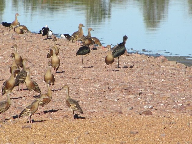 Kununurra Poo Ponds (5)