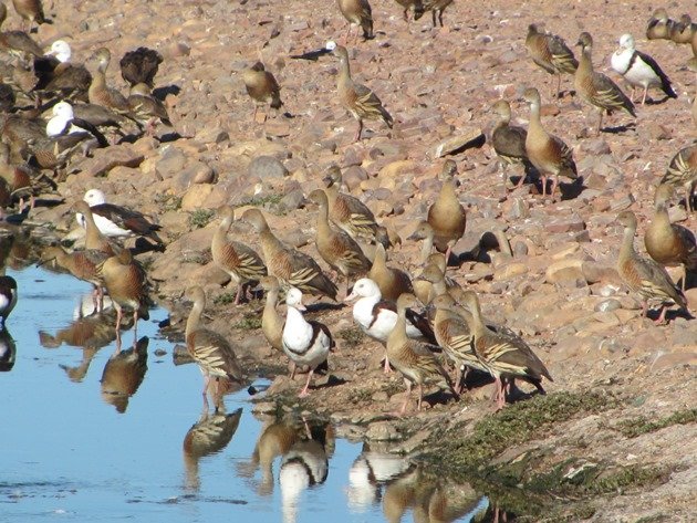 Kununurra Poo Ponds (6)