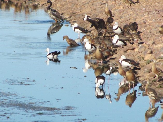 Kununurra Poo Ponds (7)