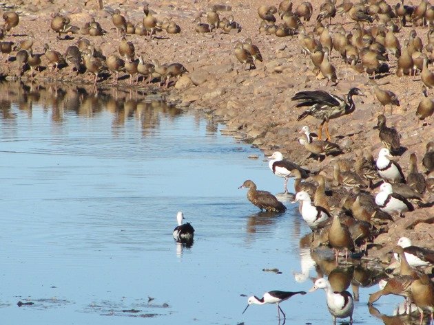 Kununurra Poo Ponds (8)