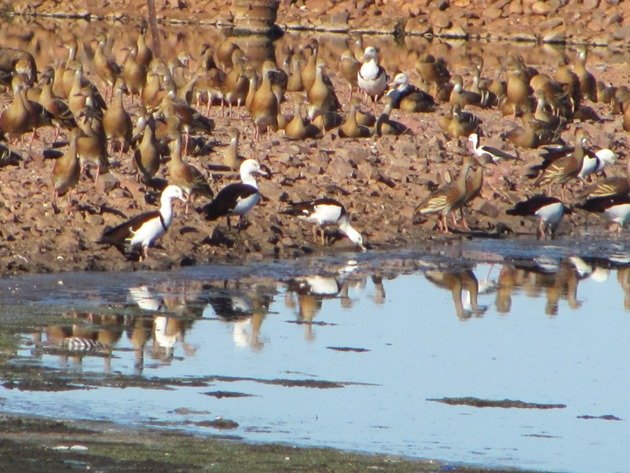 Kununurra Poo Ponds (9)