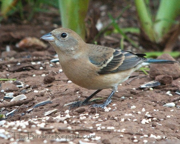 Lazuli Bunting Female