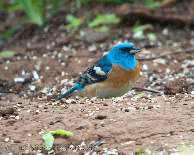 Lazuli Bunting Male