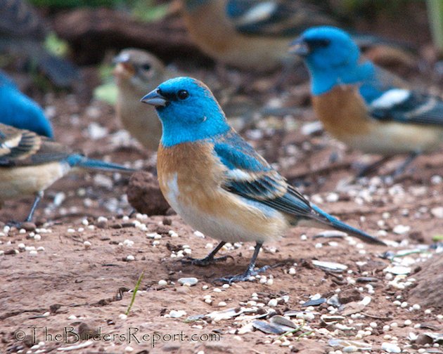 Lazuli Bunting Male