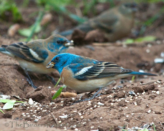 Lazuli Bunting Male