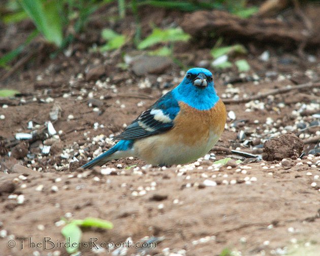 Lazuli Bunting Male