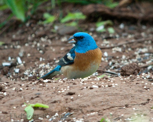 Lazuli Bunting Male