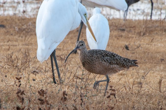 Long-billed Curlew