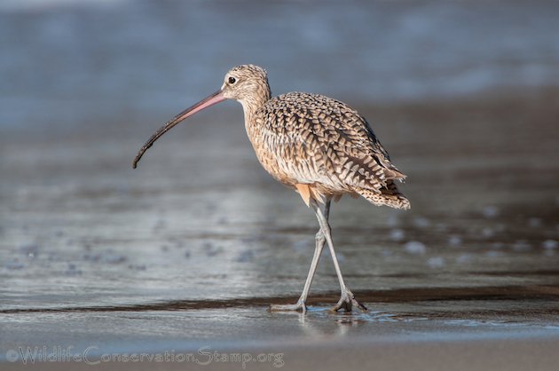 Long-billed Curlew