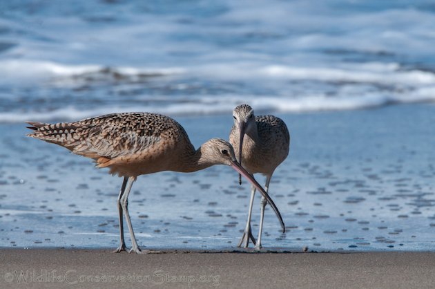 Long-billed Curlew