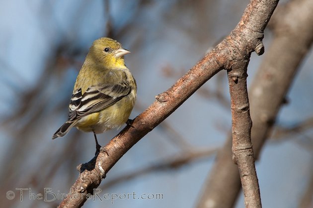 Lesser Goldfinch Female