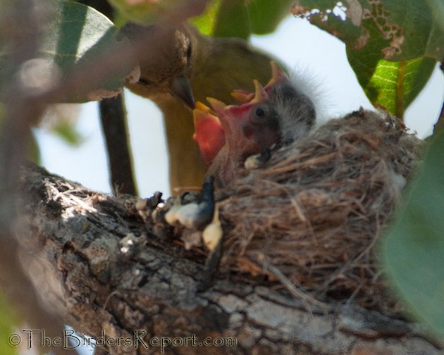 Lesser Goldfinch Female With Nestlings