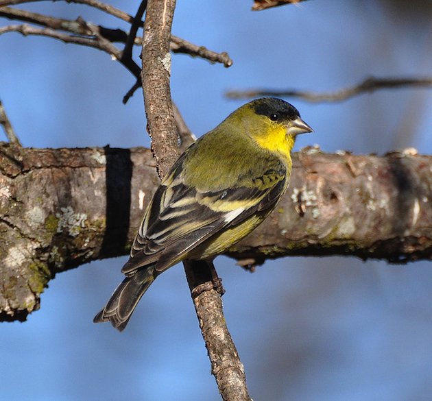 Lesser Goldfinch Male