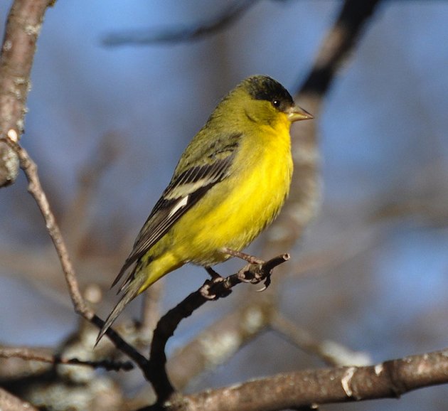 Lesser Goldfinch Male