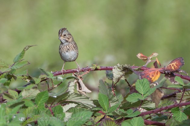 Lincoln Sparrow