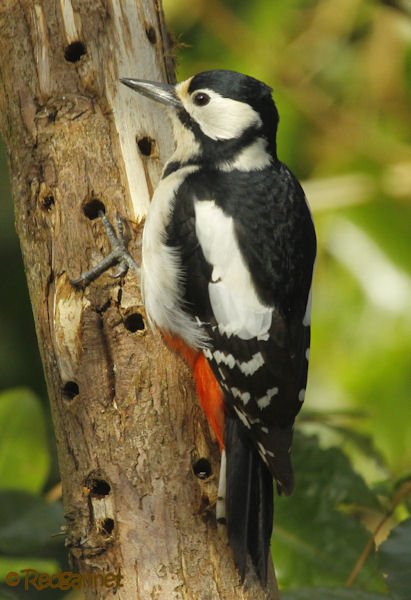 LSN 01Apr16 Great Spotted Woodpecker 02